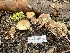  ( - FDS-CA-00222)  @11 [ ] by-nc (2024) Dean Lyons Fungal Diversity Survey