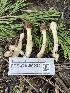  ( - FDS-CA-00232)  @11 [ ] by-nc (2024) Dean Lyons Fungal Diversity Survey