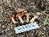  ( - FDS-CA-00233)  @11 [ ] by-nc (2024) Dean Lyons Fungal Diversity Survey