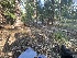  ( - FDS-CA-00233)  @11 [ ] by-nc (2024) Dean Lyons Fungal Diversity Survey