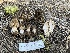  ( - FDS-CA-00236)  @11 [ ] by-nc (2024) Dean Lyons Fungal Diversity Survey