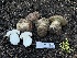  ( - FDS-CA-00238)  @11 [ ] by-nc (2024) Dean Lyons Fungal Diversity Survey
