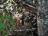  ( - FDS-CA-04265)  @11 [ ] by-nc (2024) Fresno Mycology Society Fungal Diversity Survey
