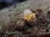  ( - FDS-CA-01672)  @11 [ ] c (2024) Rudy Diaz Fungal Diversity Survey