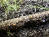  ( - FDS-CA-01672)  @11 [ ] c (2024) Rudy Diaz Fungal Diversity Survey