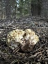  ( - FDS-CA-01695)  @11 [ ] c (2024) Rudy Diaz Fungal Diversity Survey