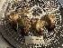  ( - FDS-CA-01695)  @11 [ ] c (2024) Rudy Diaz Fungal Diversity Survey