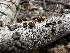  ( - FDS-CA-01685)  @11 [ ] c (2024) Rudy Diaz Fungal Diversity Survey