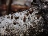  ( - FDS-CA-01685)  @11 [ ] c (2024) Rudy Diaz Fungal Diversity Survey