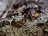  ( - FDS-CA-01685)  @11 [ ] c (2024) Rudy Diaz Fungal Diversity Survey