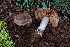 ( - FDS-CA-00208)  @11 [ ] by-nc (2024) Dean Lyons Fungal Diversity Survey