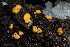  ( - FDS-CA-00212)  @11 [ ] by-nc (2024) Dean Lyons Fungal Diversity Survey