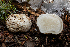  ( - FDS-CA-00213)  @11 [ ] by-nc (2024) Dean Lyons Fungal Diversity Survey