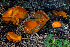  ( - FDS-CA-00215)  @11 [ ] by-nc (2024) Dean Lyons Fungal Diversity Survey