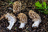  ( - FDS-CA-00218)  @11 [ ] by-nc (2024) Dean Lyons Fungal Diversity Survey