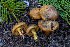 ( - FDS-CA-00229)  @11 [ ] by-nc (2024) Dean Lyons Fungal Diversity Survey