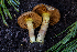  ( - FDS-CA-00229)  @11 [ ] by-nc (2024) Dean Lyons Fungal Diversity Survey