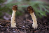  ( - FDS-CA-00232)  @11 [ ] by-nc (2024) Dean Lyons Fungal Diversity Survey