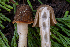  ( - FDS-CA-00232)  @11 [ ] by-nc (2024) Dean Lyons Fungal Diversity Survey