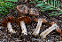  ( - FDS-CA-00233)  @11 [ ] by-nc (2024) Dean Lyons Fungal Diversity Survey