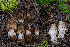  ( - FDS-CA-00236)  @11 [ ] by-nc (2024) Dean Lyons Fungal Diversity Survey