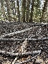  ( - FDS-CA-01687)  @11 [ ] c (2024) Rudy Diaz Fungal Diversity Survey