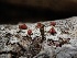  ( - FDS-CA-01687)  @11 [ ] c (2024) Rudy Diaz Fungal Diversity Survey