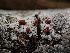  ( - FDS-CA-01687)  @11 [ ] c (2024) Rudy Diaz Fungal Diversity Survey