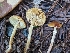  (Pholiotina sp. CA02 - FDS-CA-00603)  @11 [ ] by-nc (2024) Warren Cardimona Fungal Diversity Survey