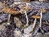  ( - FDS-CA-00603)  @11 [ ] by-nc (2024) Warren Cardimona Fungal Diversity Survey