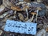  ( - FDS-CA-00603)  @11 [ ] by-nc (2024) Warren Cardimona Fungal Diversity Survey