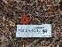  ( - FDS-CA-00610)  @11 [ ] by-nc (2024) Warren Cardimona Fungal Diversity Survey