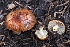  ( - FDS-CA-00617)  @11 [ ] by-nc (2024) Warren Cardimona Fungal Diversity Survey