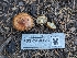  ( - FDS-CA-00617)  @11 [ ] by-nc (2024) Warren Cardimona Fungal Diversity Survey