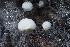  ( - FDS-CA-00619)  @11 [ ] by-nc (2024) Warren Cardimona Fungal Diversity Survey