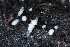  ( - FDS-CA-00619)  @11 [ ] by-nc (2024) Warren Cardimona Fungal Diversity Survey