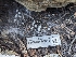  ( - FDS-CA-00619)  @11 [ ] by-nc (2024) Warren Cardimona Fungal Diversity Survey