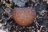  ( - FDS-CA-00627)  @11 [ ] by-nc (2024) Warren Cardimona Fungal Diversity Survey