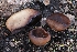  ( - FDS-CA-00627)  @11 [ ] by-nc (2024) Warren Cardimona Fungal Diversity Survey