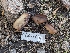  ( - FDS-CA-00627)  @11 [ ] by-nc (2024) Warren Cardimona Fungal Diversity Survey