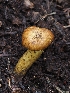  ( - FDS-CA-00672)  @11 [ ] by-nc (2024) Warren Cardimona Fungal Diversity Survey