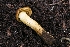  ( - FDS-CA-00672)  @11 [ ] by-nc (2024) Warren Cardimona Fungal Diversity Survey