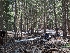  ( - FDS-CA-00672)  @11 [ ] by-nc (2024) Warren Cardimona Fungal Diversity Survey