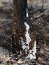  (Trichoderma sp. olrim509 - FDS-CA-00178)  @11 [ ] by-nc (2024) Taye Bright Fungal Diversity Survey