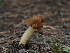  ( - FDS-CA-04276)  @11 [ ] by-nc (2024) Fresno Mycology Society Fungal Diversity Survey