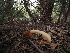  ( - FDS-CA-04276)  @11 [ ] by-nc (2024) Fresno Mycology Society Fungal Diversity Survey