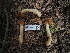  ( - FDS-CA-04276)  @11 [ ] by-nc (2024) Fresno Mycology Society Fungal Diversity Survey