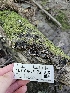  ( - FDS-CA-05172)  @11 [ ] by (2024) Mandy Hackney Fungal Diversity Survey