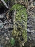  ( - FDS-CA-05172)  @11 [ ] by (2024) Mandy Hackney Fungal Diversity Survey