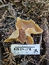 (Peziza sp. varia-PNW07 - FDS-CA-05181)  @11 [ ] by (2024) Mandy Hackney Fungal Diversity Survey